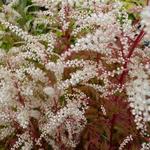 Aruncus 'Johannisfest' - Geitenbaard