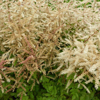 Aruncus 'Misty Lace'