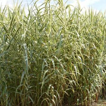 Arundo donax var. versicolor