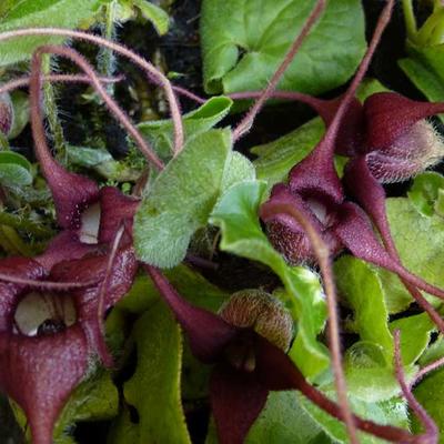 Asarum europaeum - Mansoor, Hazelwortel