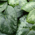 Asarum maximum 'Giant' - Mansoor