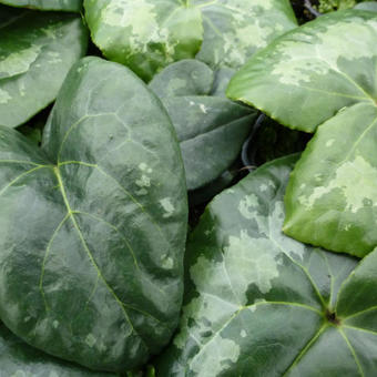 Asarum maximum 'Giant'