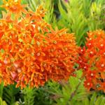 Asclepias tuberosa - Zijdeplant