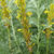 Asphodeline lutea