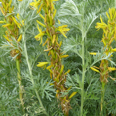 Asphodeline lutea - Jonkerlelie