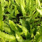 Asplenium scolopendrium 'Angustatum' - Tongvaren, Streepvaren