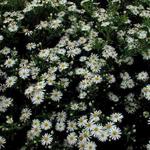 Aster - Aster ageratoides 'Ashvi'