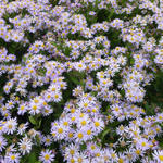 Aster - Aster ageratoides 'Asran'