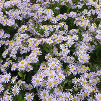 Aster ageratoides 'Asran'