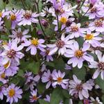 Aster ageratoides 'Harry Schmidt' - Herfstaster