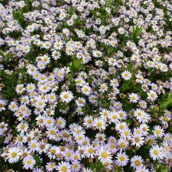 Aster ageratoides 'Stardust'