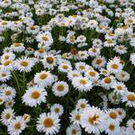 Aster alpinus 'Albus' - Alpenaster - Aster alpinus 'Albus'