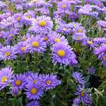 Aster alpinus 'Dunkle Schöne' - Alpenaster