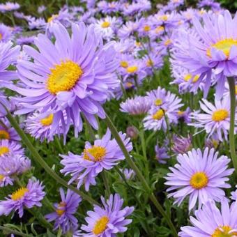 Aster alpinus 'Goliath'