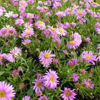 Aster alpinus 'Happy End'