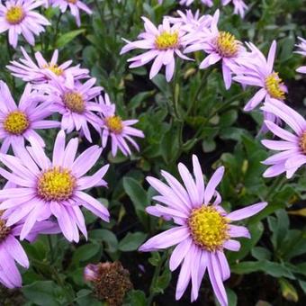 Aster amellus 'Rosa Erfüllung'