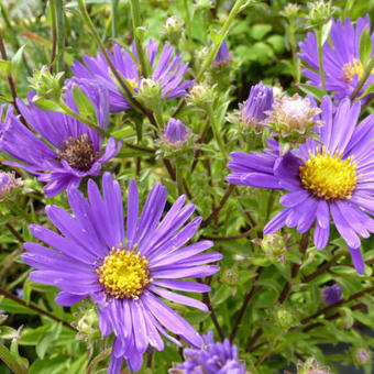 Aster amellus 'Veilchenkönigin'