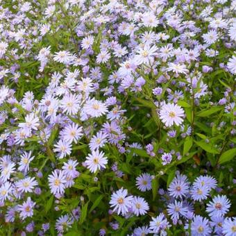 Aster cordifolius 'Blue Heaven'