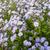 Aster cordifolius 'Blue Heaven'