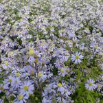 Aster cordifolius 'Photograph' - Herfstaster