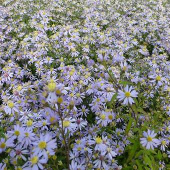 Aster cordifolius 'Photograph'