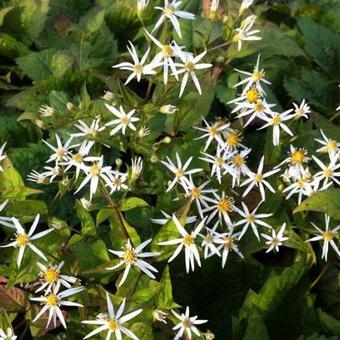 Aster cordifolius 'Silver Spray'