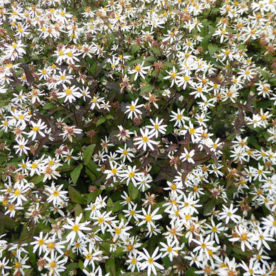 Aster, Sneeuwsteraster - Aster divaricatus 'Beth Chatto'