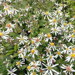 Aster - Aster divaricatus 'Eastern Star'