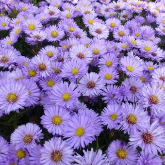 Aster dumosus 'Herbstpurzel'