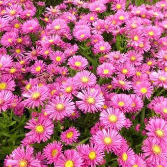 Aster dumosus 'Jenny'