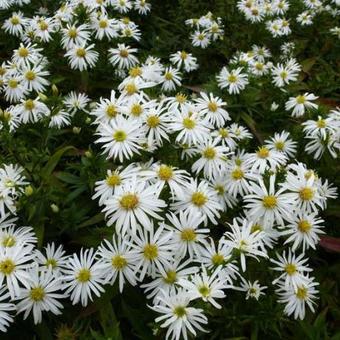 Aster dumosus 'Kristina'