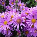 Herfstaster - Aster novi-belgii 'Peter Harrison'