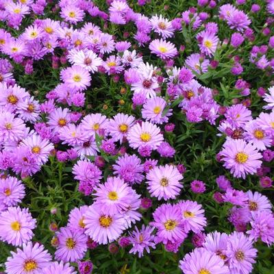 Herfstaster, Dwergaster - Aster dumosus 'Rosenwichtel'