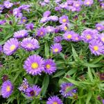 Aster dumosus ISLAND 'Samoa' - Herfstaster