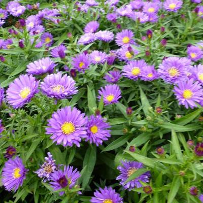 Herfstaster - Aster dumosus ISLAND 'Samoa'