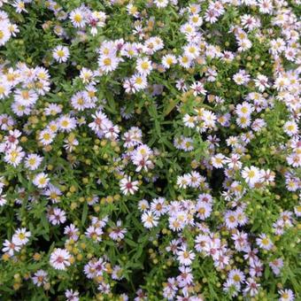 Aster ericoides 'Blue Star'