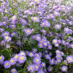 Heideaster - Aster ericoides 'Blue Wonder'