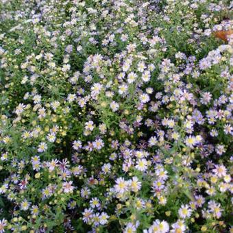 Aster ericoides 'Lovely'