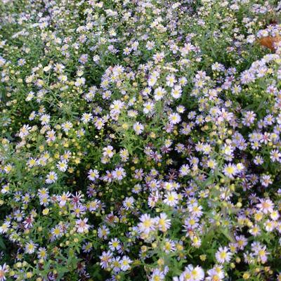 Heideaster - Aster ericoides 'Lovely'