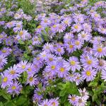 Aster x frikartii 'Jungfrau' - Aster