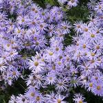 Aster - Aster x frikartii 'Mönch'