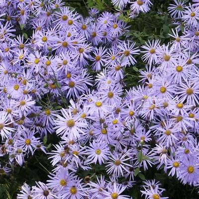 Aster x frikartii 'Mönch' - Aster