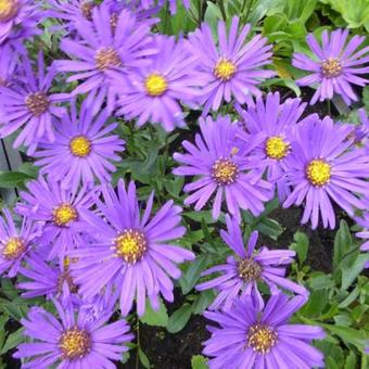 Aster 'Blue Autumn'