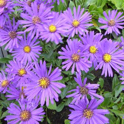 Aster - Aster 'Blue Autumn'