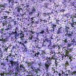 Aster cordifolius 'Little Carlow' - Sluieraster, herfstaster