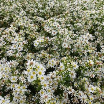 Symphyotrichum pilosum var. pringlei 'Monte Cassino'