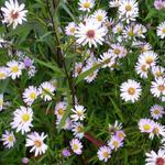 Aster 'Vasterival' - Aster