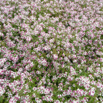 Aster lateriflorus 'Horizontalis'