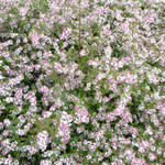 Aster lateriflorus 'Lady in Black' - Aster