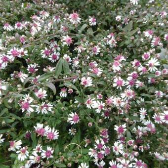 Aster lateriflorus 'Prince'